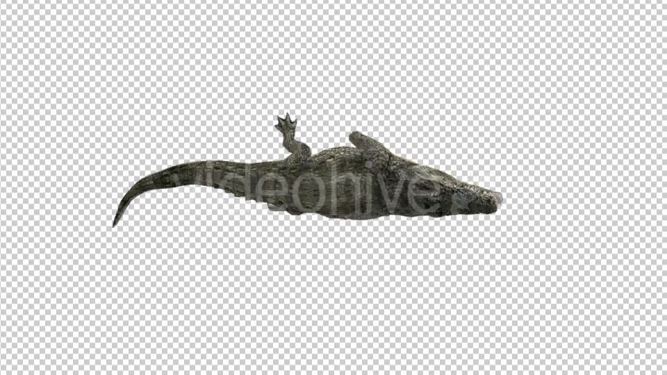 Crocodile Rolling - Download Videohive 21176788