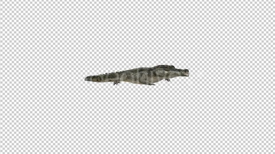 Crocodile Walking - Download Videohive 21176826