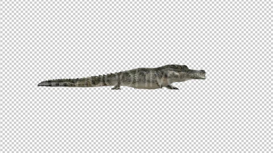 Crocodile Walking - Download Videohive 21176933