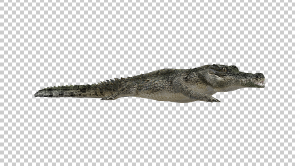 Crocodile Walking - Download Videohive 21176933