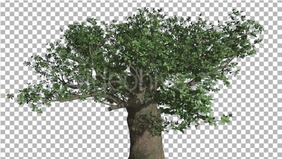 Crown of Madagascan Baobab Tree Swaying - Download Videohive 13525525