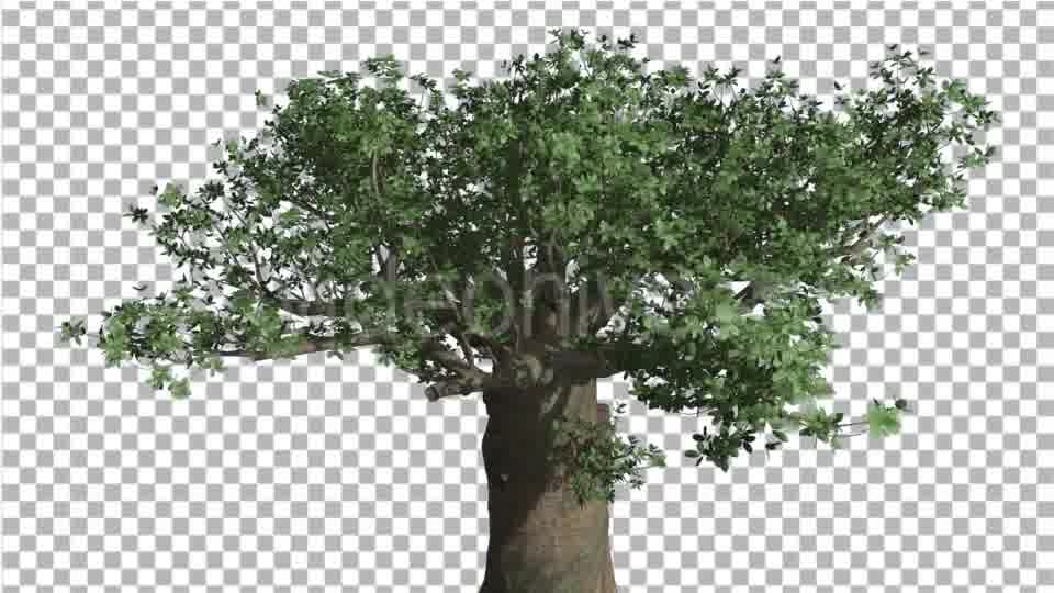 Crown of Madagascan Baobab Tree Swaying - Download Videohive 13525525