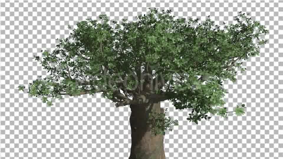 Crown of Madagascan Baobab Tree Swaying - Download Videohive 13525525