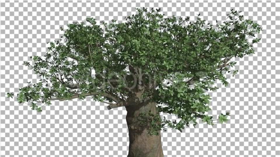 Crown of Madagascan Baobab Tree Swaying - Download Videohive 13525525