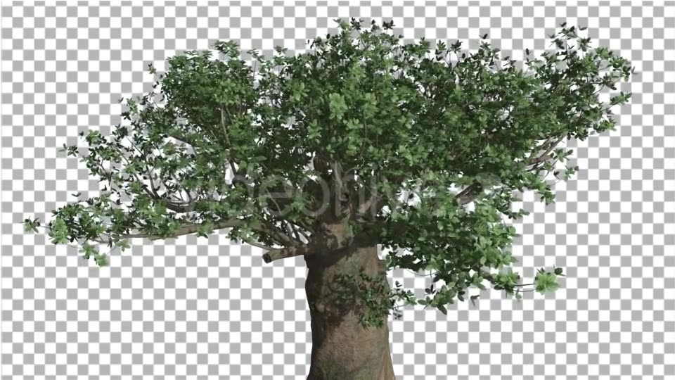 Crown of Madagascan Baobab Tree Swaying - Download Videohive 13525525