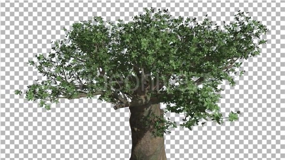 Crown of Madagascan Baobab Tree Swaying - Download Videohive 13525525