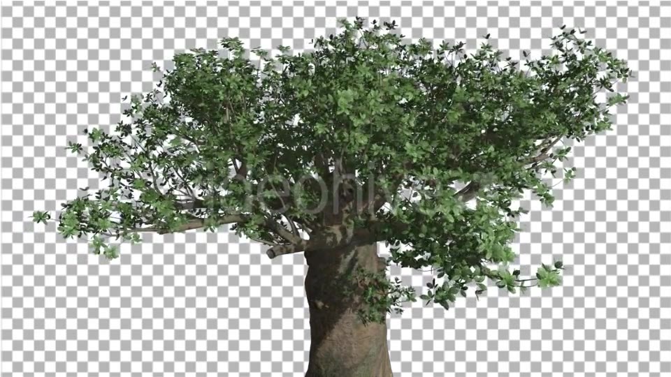 Crown of Madagascan Baobab Tree Swaying - Download Videohive 13525525