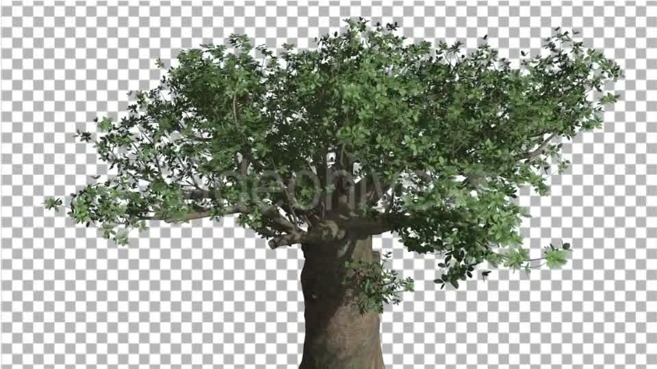 Crown of Madagascan Baobab Tree Swaying - Download Videohive 13525525