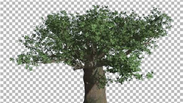 Crown of Madagascan Baobab Tree Swaying - Download Videohive 13525525