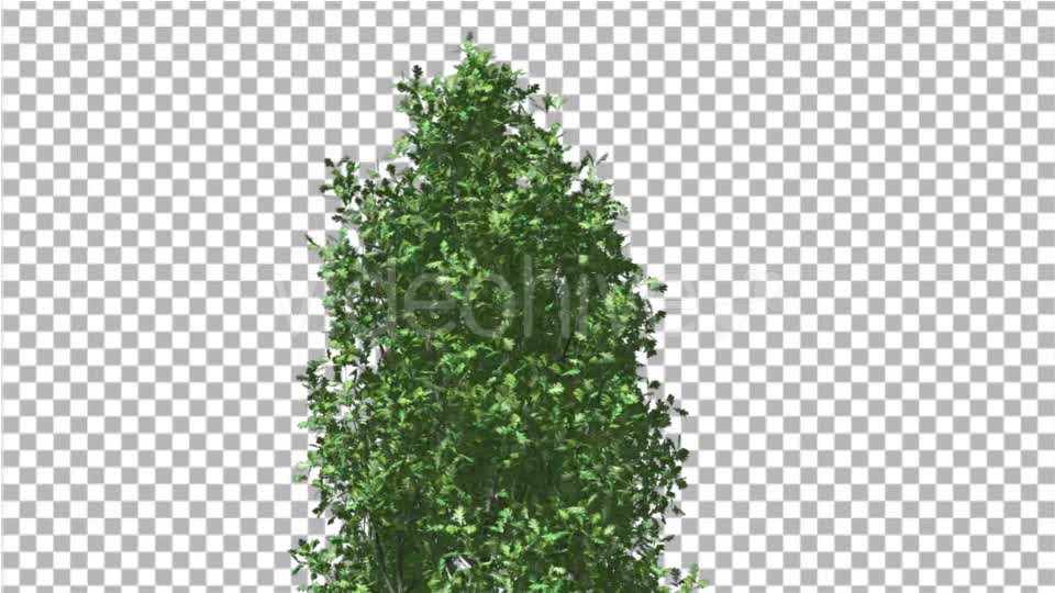 Cypress Oak Crown Tree Crown Green Branches - Download Videohive 13994023