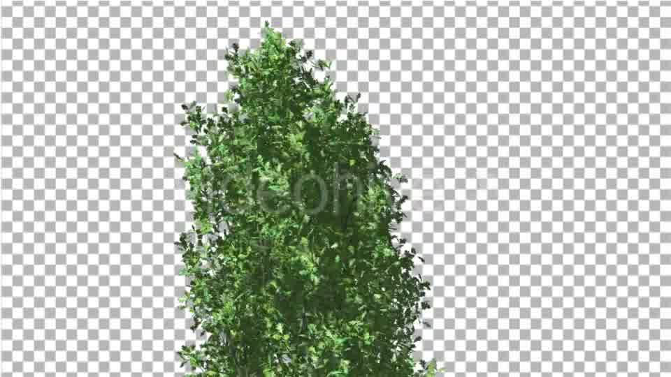 Cypress Oak Crown Tree Crown Green Branches - Download Videohive 13994023