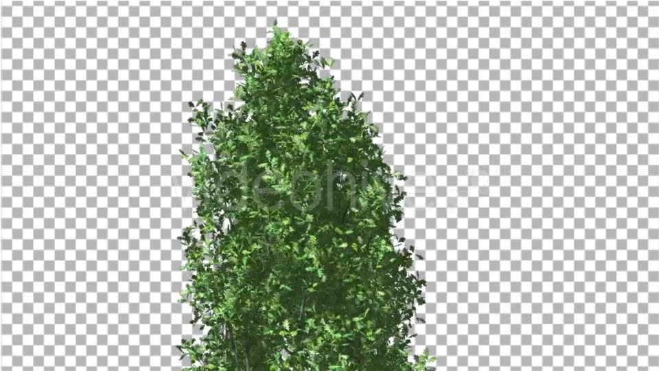 Cypress Oak Crown Tree Crown Green Branches - Download Videohive 13994023