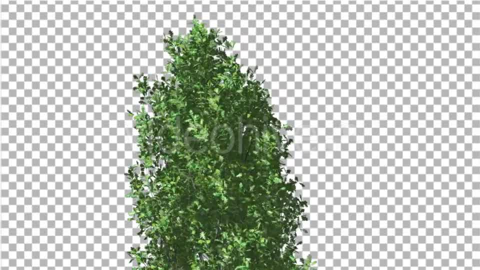 Cypress Oak Crown Tree Crown Green Branches - Download Videohive 13994023