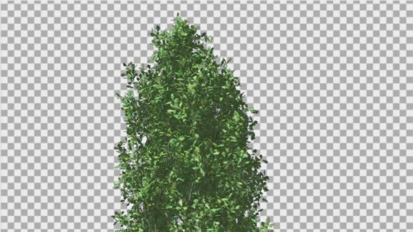 Cypress Oak Crown Tree Crown Green Branches - Download Videohive 13994023