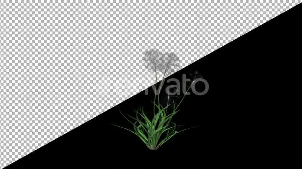 Dandelions - Download Videohive 21638179