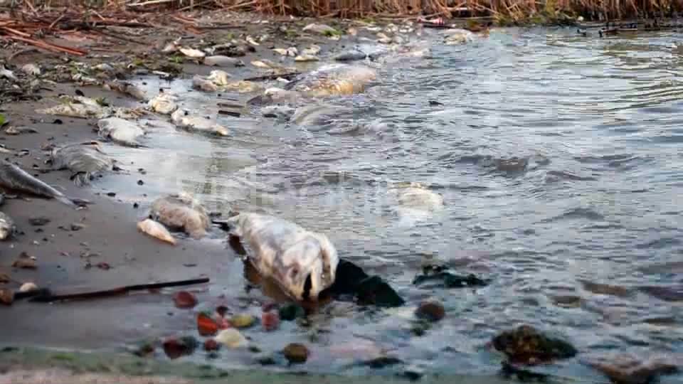Dead Fish In Polluted Shore  Videohive 4772658 Stock Footage Image 1