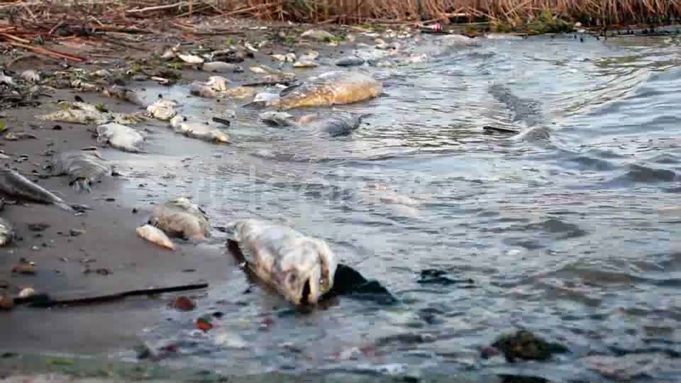 Dead Fish In Polluted Shore  Videohive 4772658 Stock Footage Image 2