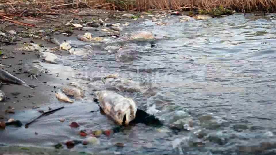 Dead Fish In Polluted Shore  Videohive 4772658 Stock Footage Image 5