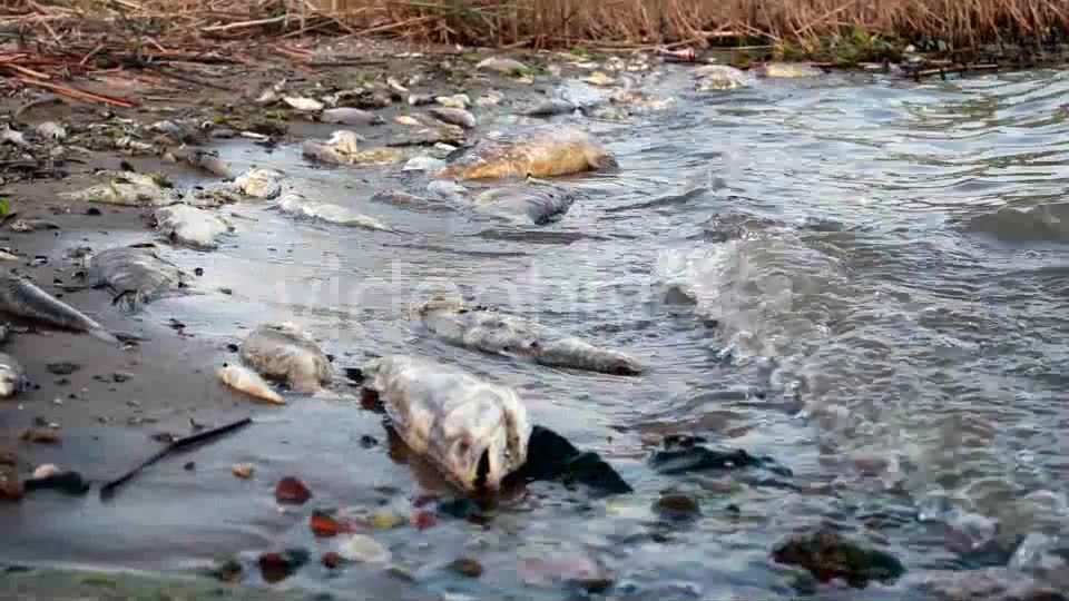 Dead Fish In Polluted Shore  Videohive 4772658 Stock Footage Image 8