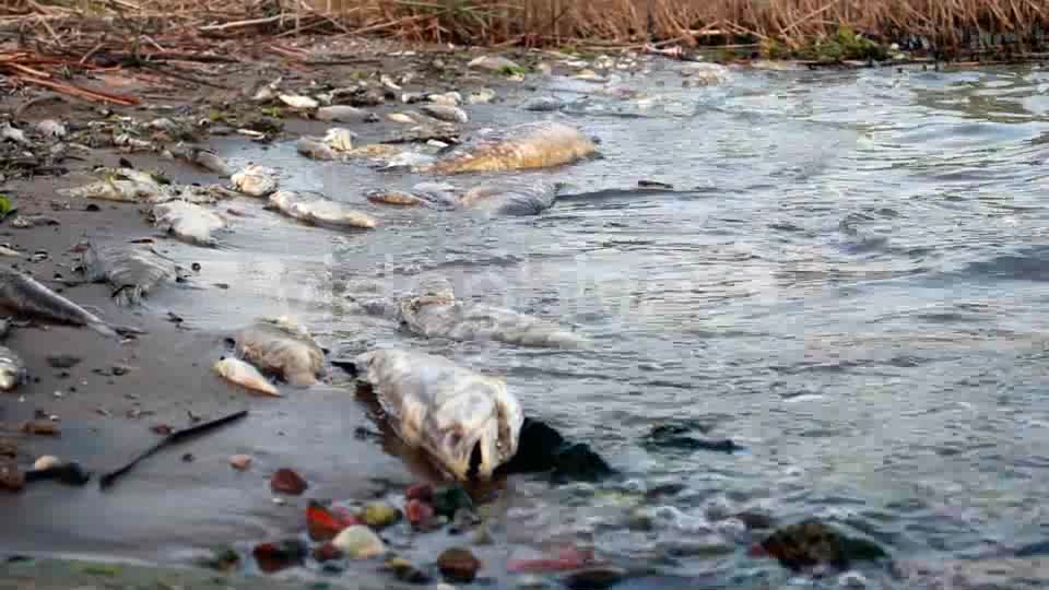 Dead Fish In Polluted Shore  Videohive 4772658 Stock Footage Image 9
