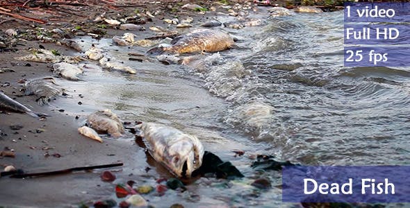 Dead Fish In Polluted Shore  - Download Videohive 4772658