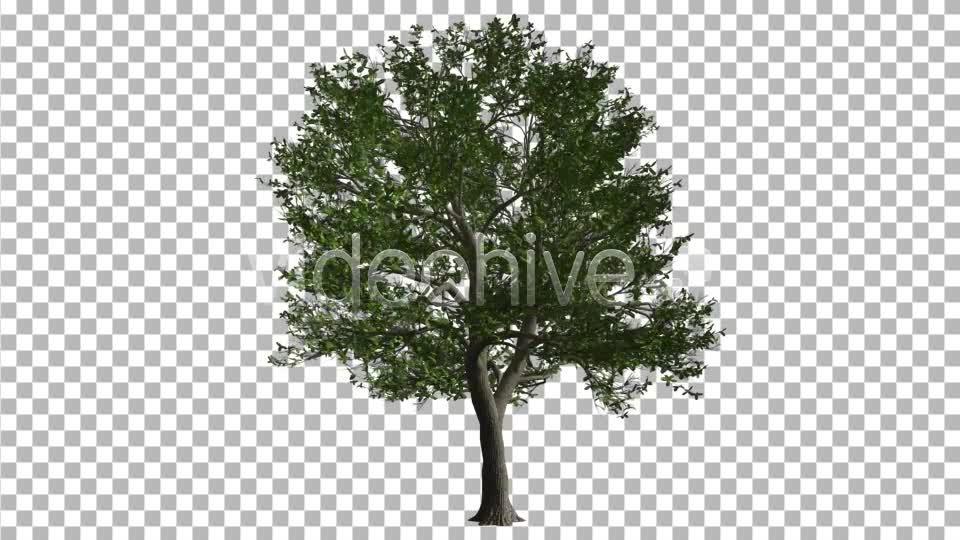 Deciduous Tree Videohive 3119394 Motion Graphics Image 1