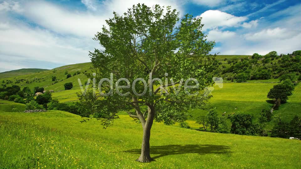 Deciduous Tree Videohive 3119394 Motion Graphics Image 8