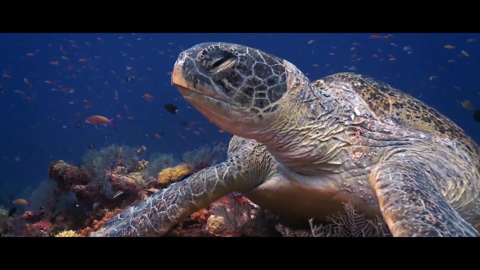 Deep Underwater | Ocean Trailer Videohive 27734114 After Effects Image 11