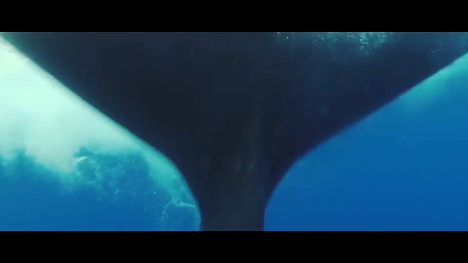 Deep Underwater | Ocean Trailer Videohive 27734114 After Effects Image 2