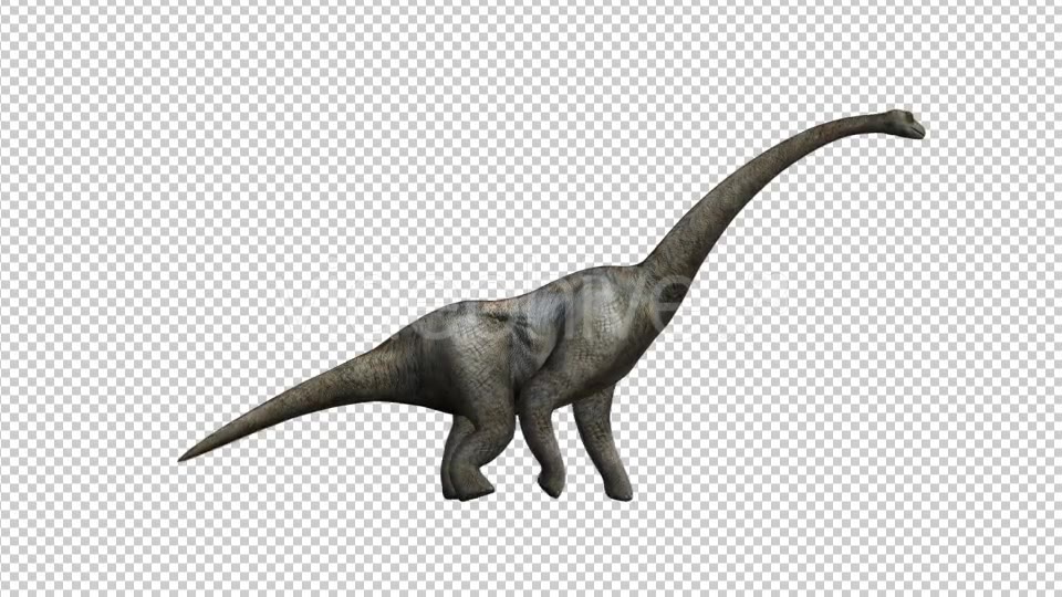 Dinosaur Huge Brontosaurus Walking - Download Videohive 21062366