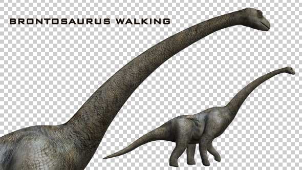 Dinosaur Huge Brontosaurus Walking - Download Videohive 21062366