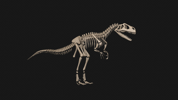 Dinosaur Skeleton - Download Videohive 21740325