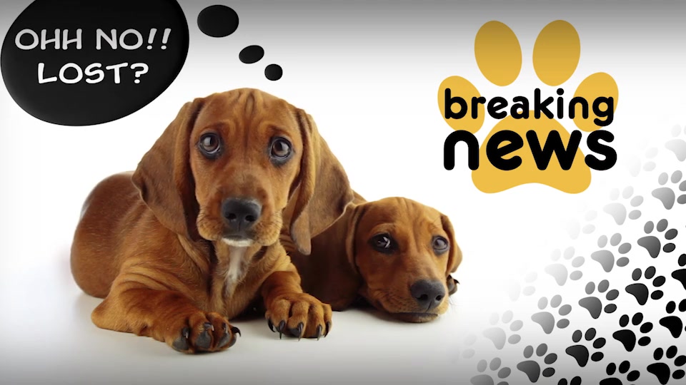 Dog Channel Broadcast Pack Videohive 23759634 After Effects Image 6