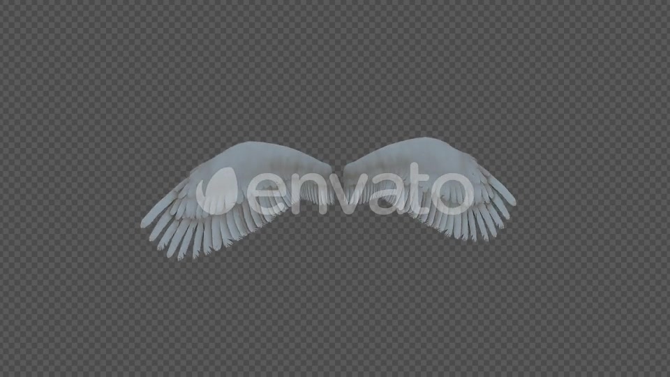 Double Wings Spread Wings Fly Pack 4In1 Videohive 22048543 Motion Graphics Image 7