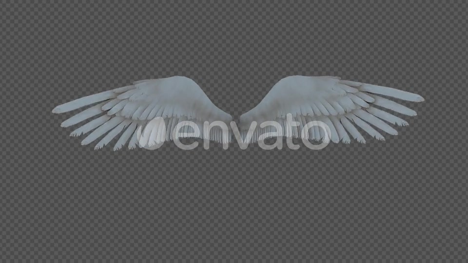 Double Wings Spread Wings Fly Pack 4In1 Videohive 22048543 Motion Graphics Image 8