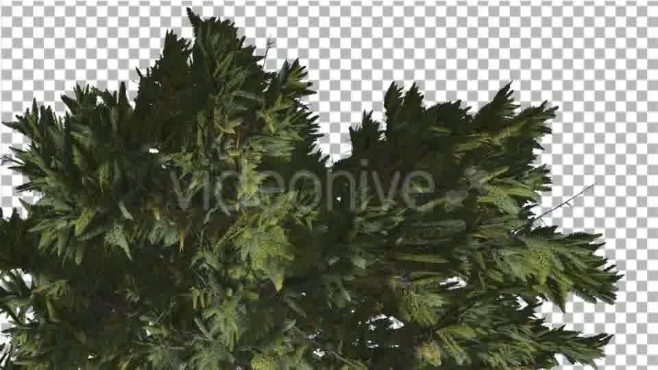 Douglas Fir Top of Tree Crown Branches on a Top - Download Videohive 14937638