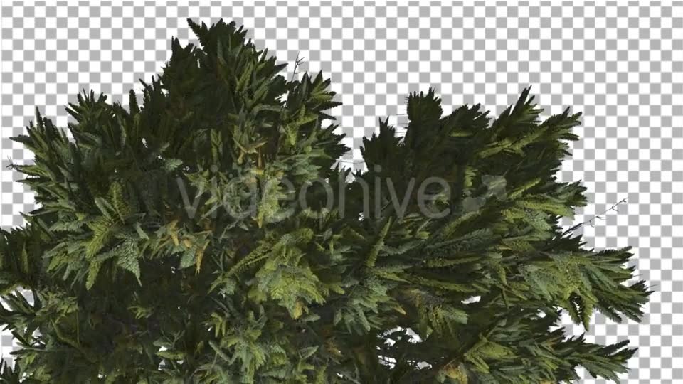 Douglas Fir Top of Tree Crown Branches on a Top - Download Videohive 14937638
