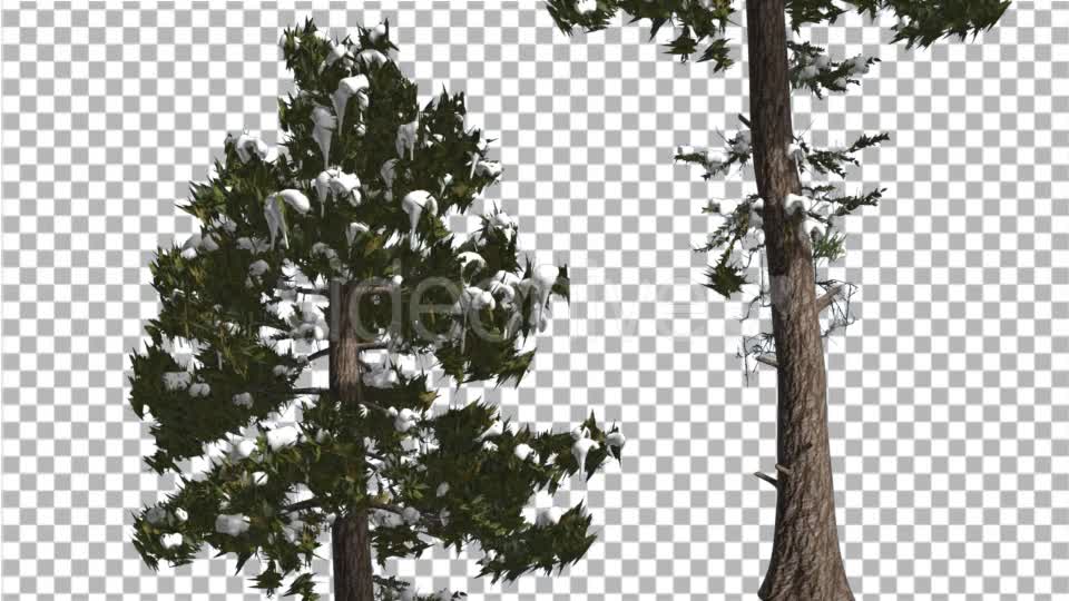 Douglas Fir Two Trees Snow on a Branches Winter - Download Videohive 15001425