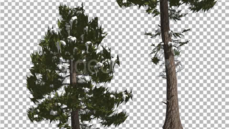 Douglas Fir Two Trees Snow on a Branches Winter - Download Videohive 15001425