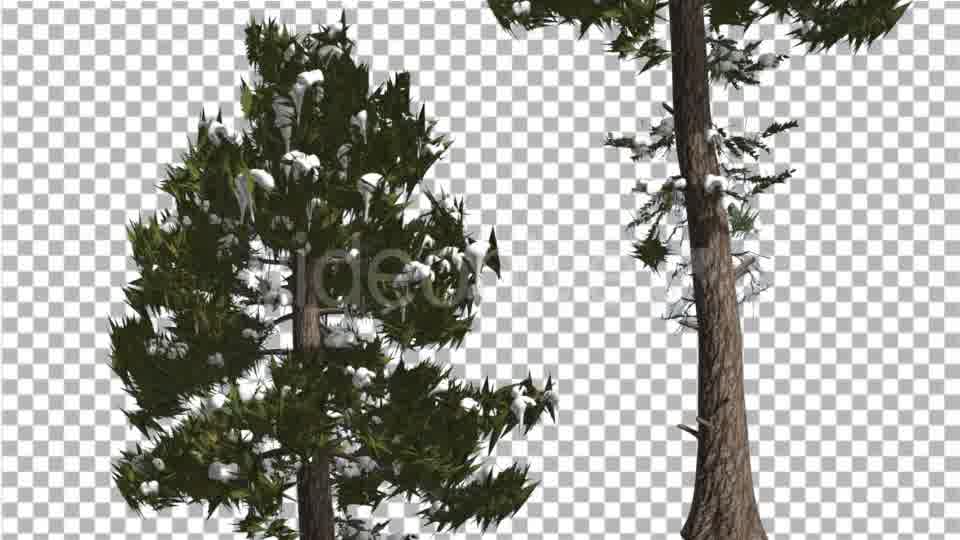 Douglas Fir Two Trees Snow on a Branches Winter - Download Videohive 15001425