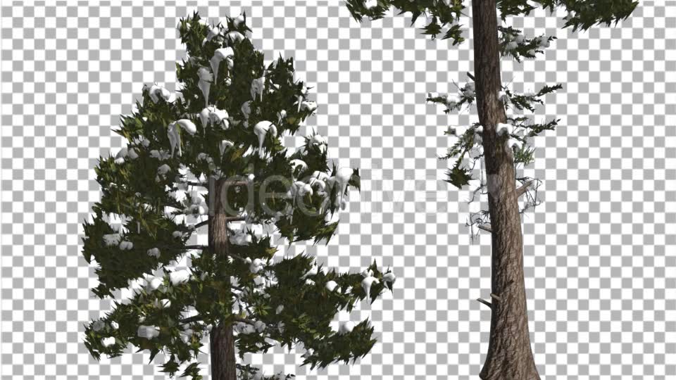 Douglas Fir Two Trees Snow on a Branches Winter - Download Videohive 15001425