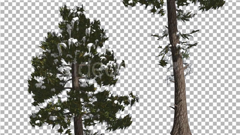 Douglas Fir Two Trees Snow on a Branches Winter - Download Videohive 15001425