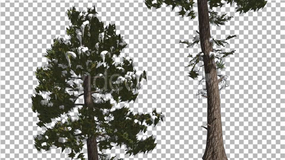 Douglas Fir Two Trees Snow on a Branches Winter - Download Videohive 15001425