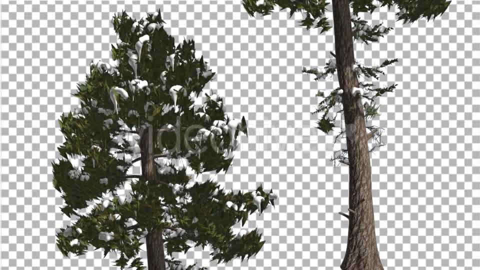 Douglas Fir Two Trees Snow on a Branches Winter - Download Videohive 15001425