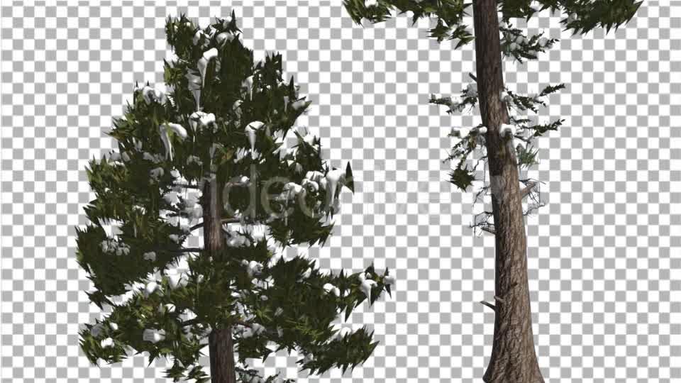 Douglas Fir Two Trees Snow on a Branches Winter - Download Videohive 15001425