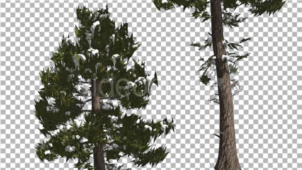 Douglas Fir Two Trees Snow on a Branches Winter - Download Videohive 15001425