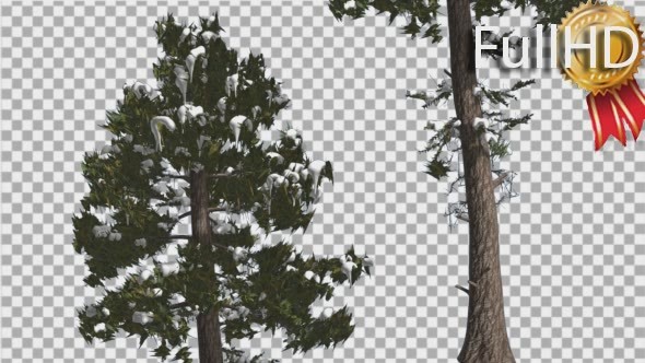 Douglas Fir Two Trees Snow on a Branches Winter - Download Videohive 15001425