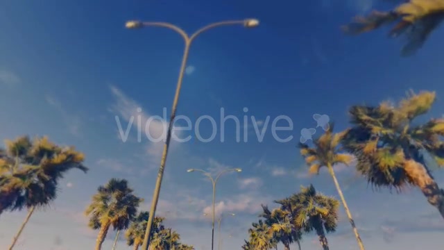 Driving Through Palm Trees Sunset - Download Videohive 16386034