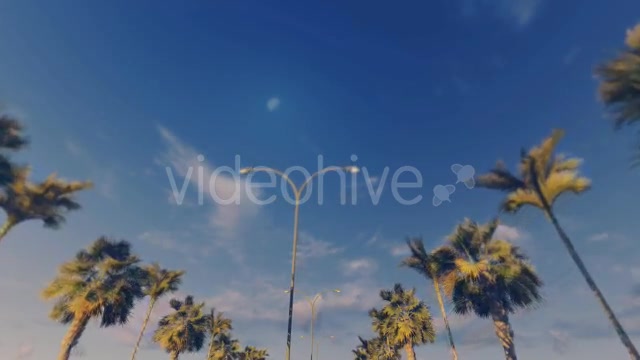 Driving Through Palm Trees Sunset - Download Videohive 16386034