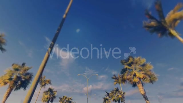 Driving Through Palm Trees Sunset - Download Videohive 16386034